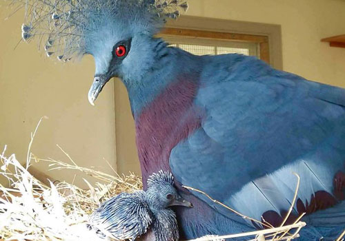 Vẻ đẹp "nghiêng nước nghiêng thành" của loài bồ câu “tuyệt sắc giai nhân”