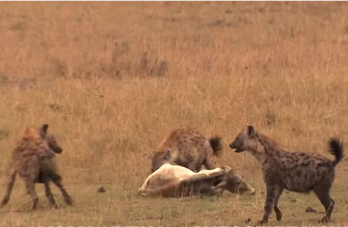 CLIP: Đàn linh cẩu đoạt mạng bò nhà