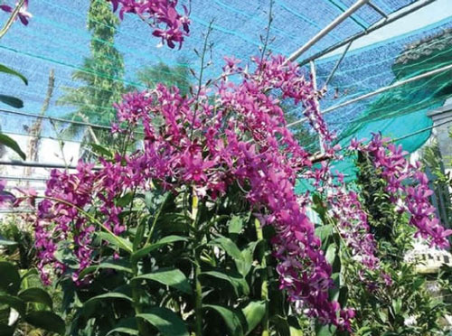 Nghệ nhân 40 năm bảo tồn 20 loài lan Việt Nam quý hiếm là ai?