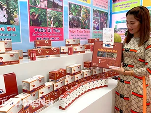 Tìm thị trường cho nấm linh chi