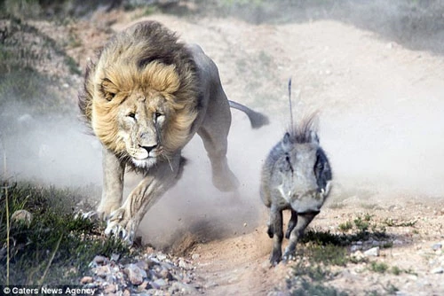Con lợn lòi bỏ chạy khi bị sư tử đực truy đuổi. (Nguồn: Daily Mail) 