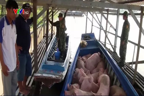 Nhiều giải pháp chống buôn lậu lợn