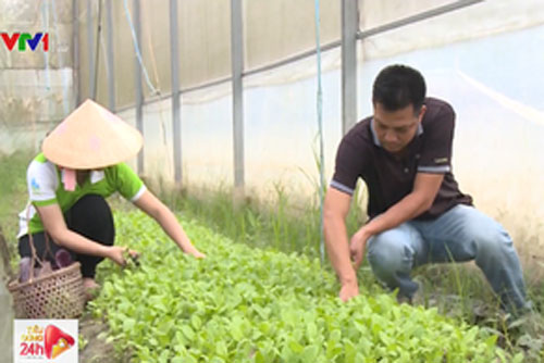 Trải nghiệm nông trại rau sạch từ đồng ruộng đến bàn ăn