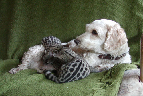 Cảm động chó nhận nuôi đàn cầy mồ côi làm con