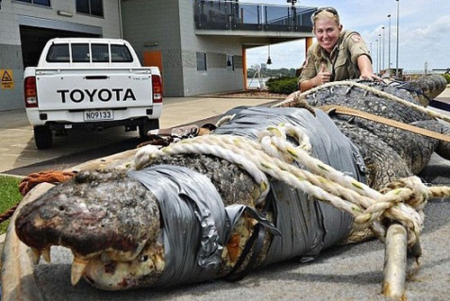 Khiếp đảm màn "chào hỏi" của động vật hoang dã nguy hiểm