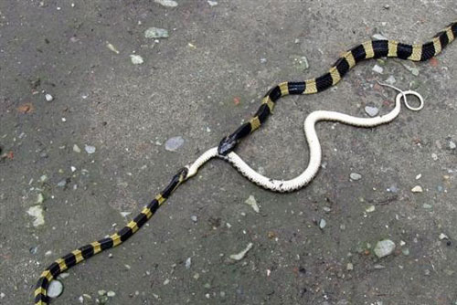 Rợn người rắn độc tranh nhau ăn thịt đồng loại