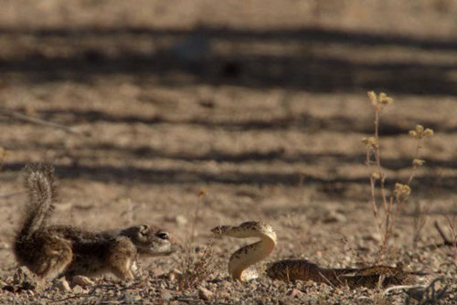 Hãi hùng sóc mẹ tử chiến rắn độc bảo vệ đàn con