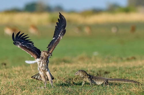 Hài hước cảnh kỳ đà khổng lồ "dọa" đại bàng "chết khiếp"