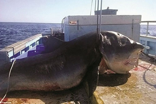 Kinh hãi khi bắt được thủy quái khổng lồ