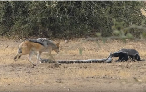 CLIP: Trăn khổng lồ đang siết cổ lửng mật thì "bóng đen" bí ẩn xuất hiện giản cứu