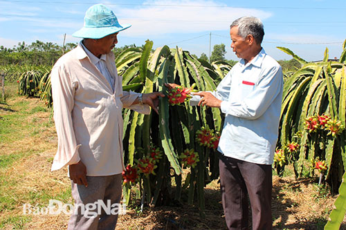 Thanh long ruột đỏ vượt mức 40 ngàn đồng/kg