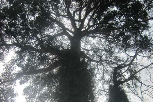 Lời đồn ma quái xung quanh cây sui nghìn tuổi