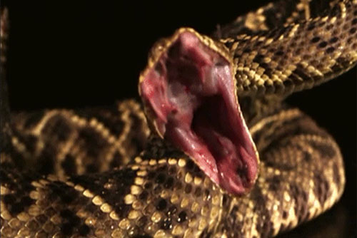 Tận mục loài rắn Việt Nam nổi danh “ông vua tốc độ“