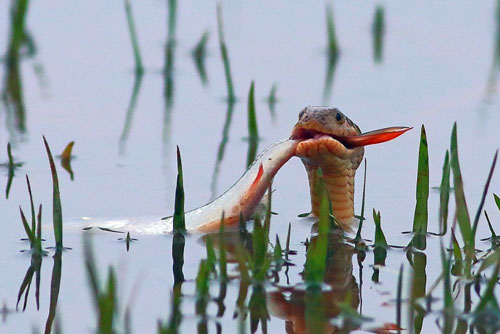 Rắn "khoe" bản lĩnh cắn chặt cá trong mồm