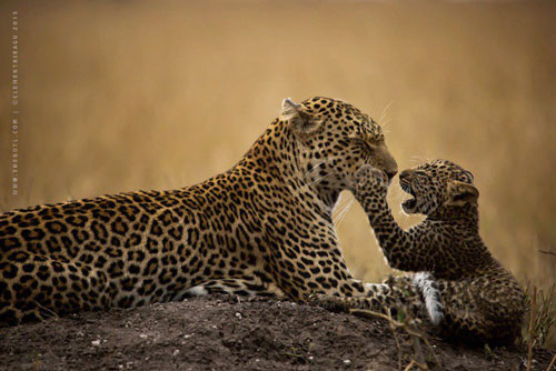 Khoảnh khắc bình yên đến lạ của mẹ con báo đốm