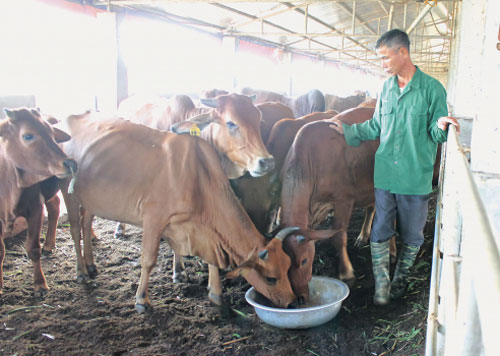 Thái Bình: Làm đệm "sang chảnh" cho đàn bò 52 con, "cái kết" bất ngờ