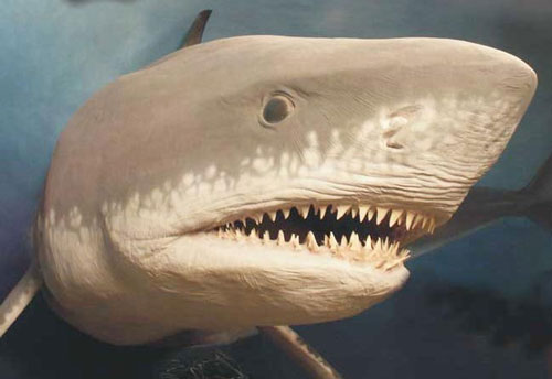 7 sự biến mất kỳ lạ nhất trong lịch sử nhân loại