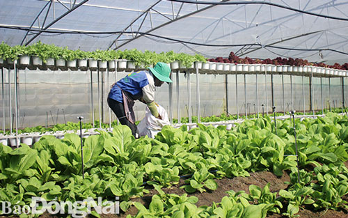 Chuyển hướng sản xuất an toàn