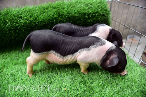 Ngắm lợn mini tiền triệu giới trẻ Hà thành săn lùng làm thú cưng