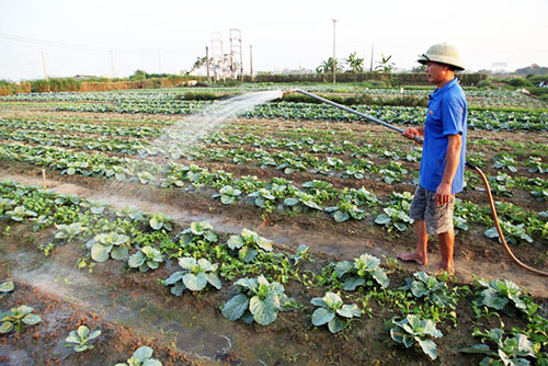 Thừa thiên – Huế: Thành công nhờ nông nghiệp sạch