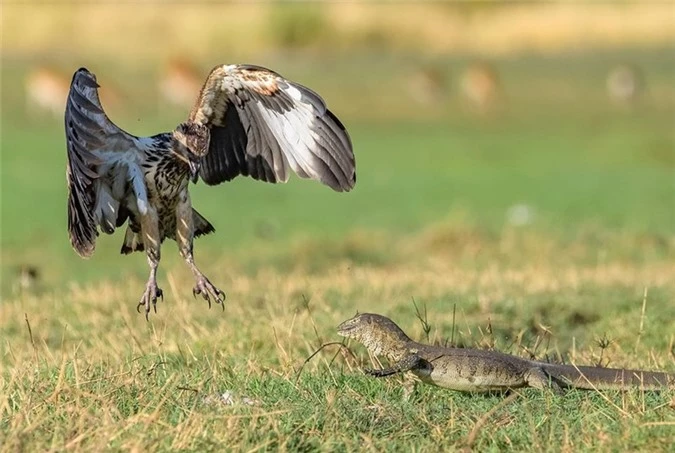 Hai huoc canh ky da khong lo doa dai bang chet khiep-Hinh-3