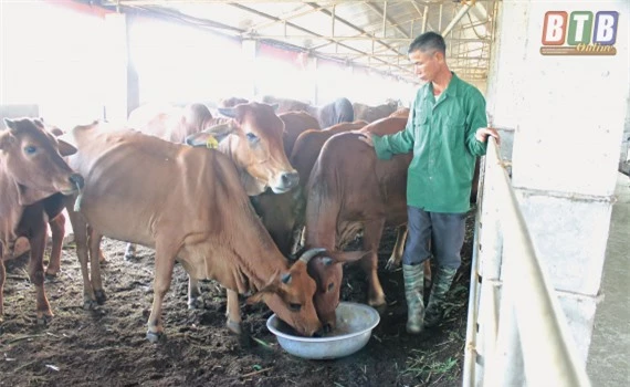 thai binh: lam dem "sang chanh" cho dan bo 52 con, "cai ket" bat ngo hinh anh 1