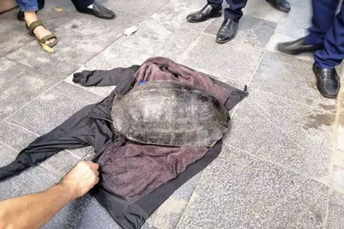 Tạm giữ đối tượng nghi câu trộm rùa ở Hồ Gươm