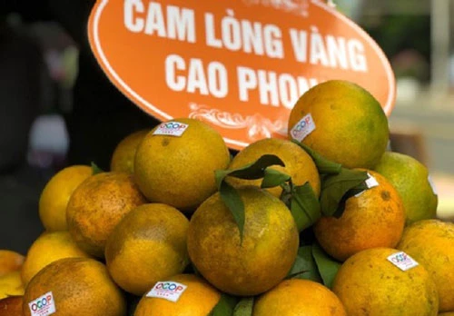 Cam Cao Phong là sản phẩm OCOP tiêu biểu của địa phương