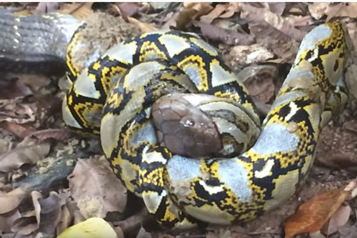 CLIP: Trăn gấm tử chiến với rắn hổ mang