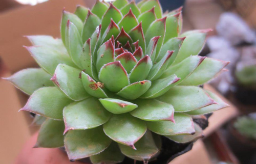 6 loại cây vừa hút kiệt bức xạ lại đại phú quý, đặt đâu tiền chảy ào về đó