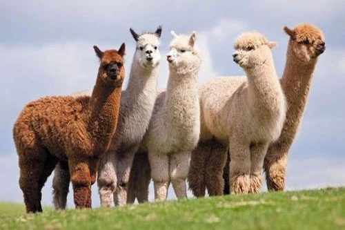 Lạc đà Alpacas có tên khoa học là Vicugna pacos, đã được con người thuần dưỡng từ hàng ngàn năm trước. Ảnh: vuonchimviet.
