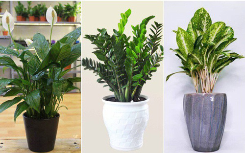 5 loại cây “ăn tiền thiên hạ” đặt phòng khách hút tài lộc cực đỉnh