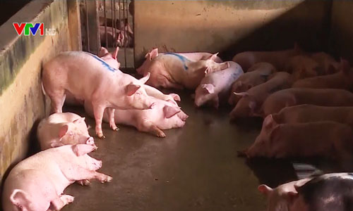 Bộ NN&PTNT kiểm tra nguồn cung thịt lợn