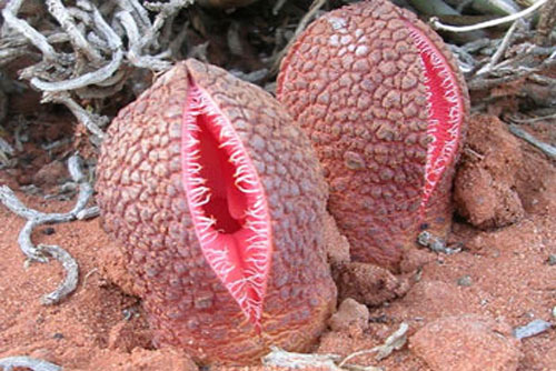 Những loài hoa độc dị "sợ chẳng dám gần"