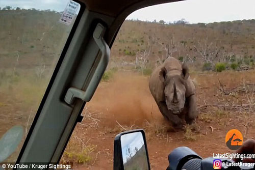 Hoảng hồn trước cảnh tê giác điên cuồng tấn công xe của du khách