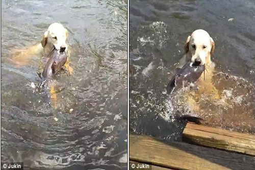 Chó trổ tài bắt cá trê ở dưới nước siêu đẳng