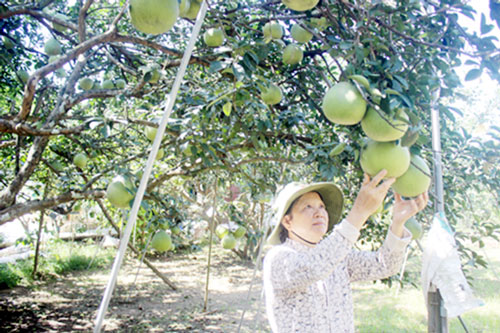 Đồng Nai: Mở hướng đi mới từ sản xuất chuyên canh