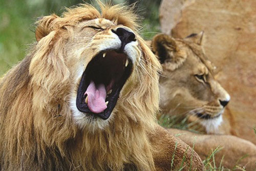 Sư tử bị tuyên án chung thân trong sở thú vì tội giết người