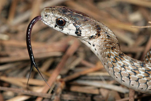 Lưỡi rắn "thụt thò" có tác dụng gì?