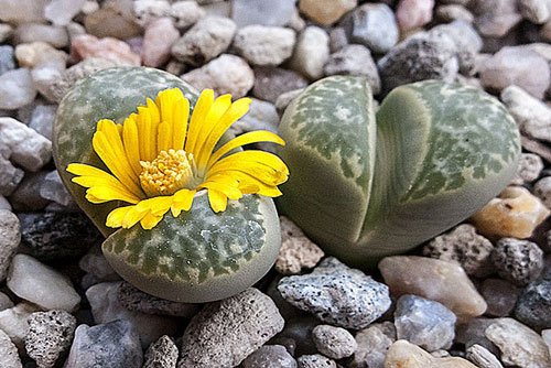 Kỳ lạ loài hoa có hình như viên sỏi