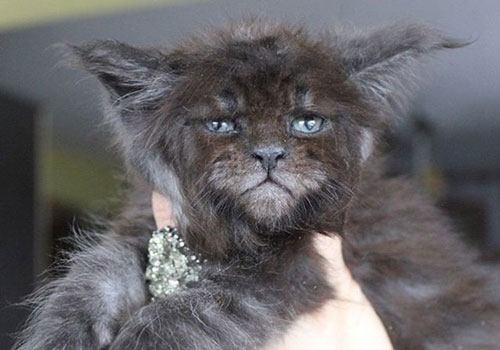 Choáng váng nữ bác sĩ nhân giống thành công mèo mặt người