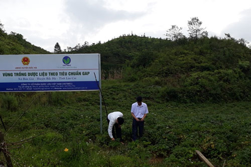 Lào Cai: Phát triển cánh đồng dược liệu quý để giảm nghèo cho người dân Bắc Hà