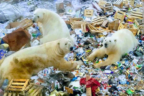 Hơn 50 con gấu Bắc cực đã "xâm chiếm" ngôi làng Ryrkaypiy phía Bắc nước Nga để tìm thức ăn (Ảnh: CNN)