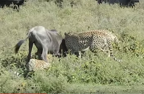 CLIP: Linh dương đầu bò chết thảm trong vòng vây đàn báo đốm
