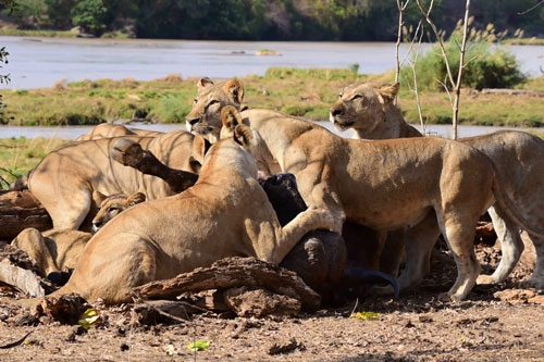Bầy sư tử hợp sức đoạt mạng trâu rừng