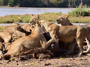 Bầy sư tử hợp sức đoạt mạng trâu rừng