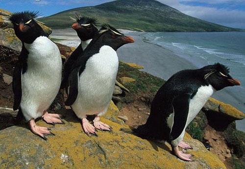 Khám phá gây choáng loài chim cánh cụt nhỏ nhất thế giới