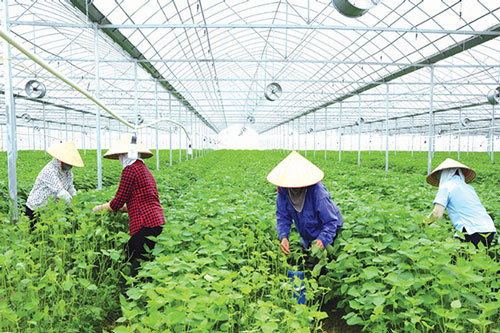 Bắc Ninh: Mở hướng đi mới từ chuyển đổi cơ cấu cây trồng