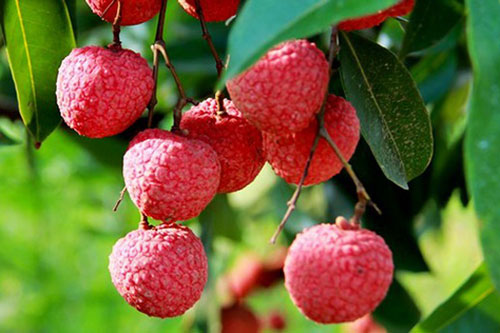 Vải thiều chính thức được xuất khẩu sang Nhật Bản