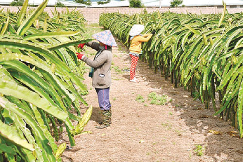 Hải Dương: Ứng dụng kỹ thuật, nâng cao hiệu quả trồng thanh long